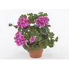 Pelargonium peltatum Royal Amethyst | 10 cm pot | ca. 15 cm hoog