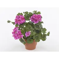 Pelargonium peltatum Royal Amethyst | hanggeranium | 10 cm pot | ca. 15 cm hoog | paarse balkonplant
