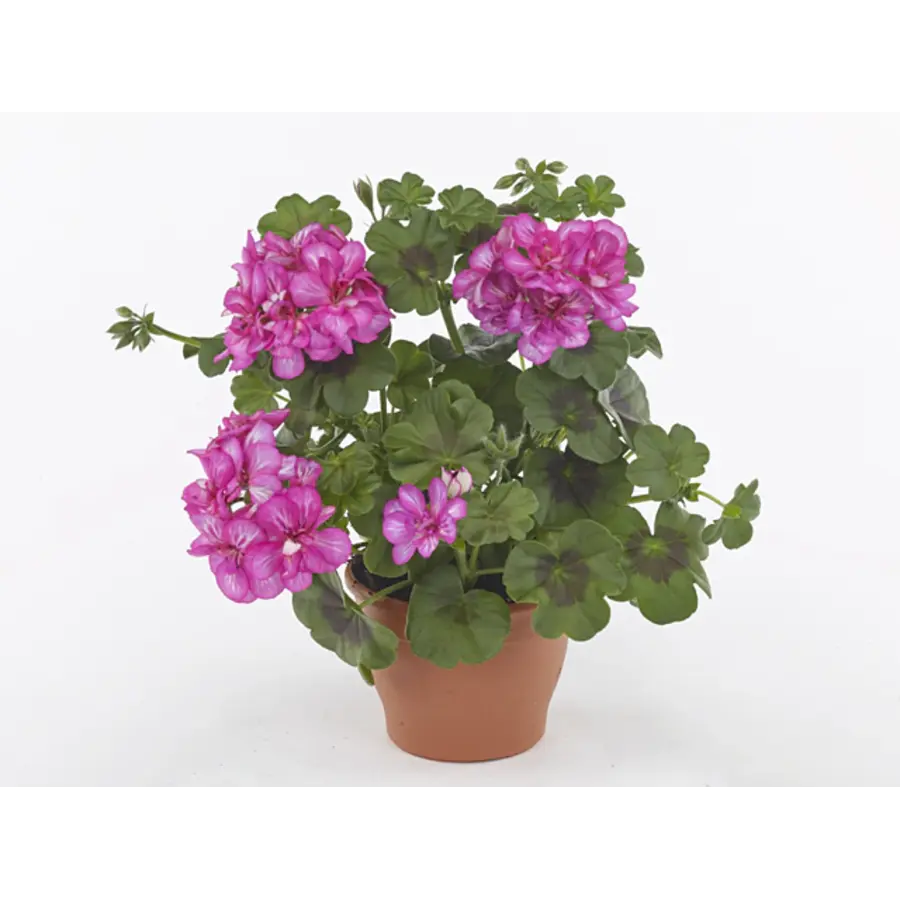 Pelargonium peltatum Royal Amethyst | hanggeranium | 10 cm pot | ca. 15 cm hoog | paarse balkonplant