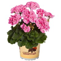 Pelargonium zonale 'Savannah Pink' | staande geranium met roze bloemen | 10 cm pot | ca. 15 cm hoog