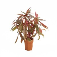 Alternanthera Rosaefolia | Rood Papegaaienblad | in Terracotta Pot
