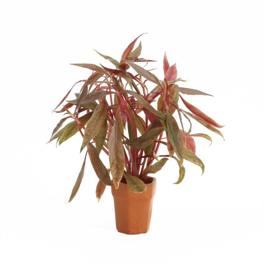 Alternanthera Rosaefolia | Rood Papegaaienblad | in Terracotta Pot