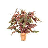 Alternanthera Sessilis | Koperkleurig papegaaienblad | in Terracotta Pot