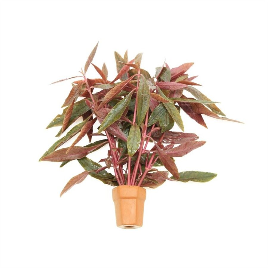 Alternanthera Sessilis | Koperkleurig papegaaienblad | in Terracotta Pot