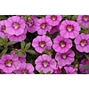 Calibrachoa Unique Hot Pink | 20 cm hoog | 10 cm pot