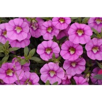 Calibrachoa Unique Hot Pink | 20 cm hoog | In 10 cm pot | Roze zomerbloeier voor pot en balkon