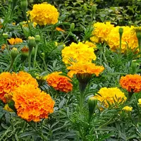 Tagetes afrikaantjes gemengde kleuren | ca. 10 cm hoog | In 10 cm pot | Verkoop per stuk