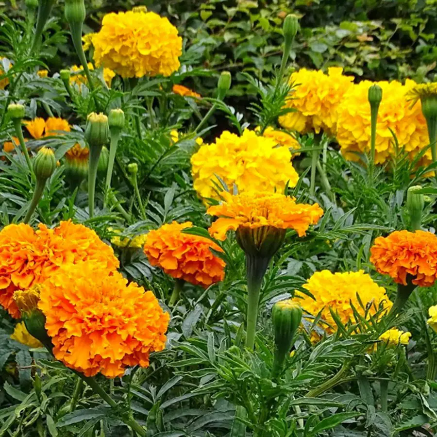 Tagetes afrikaantjes gemengde kleuren | ca. 10 cm hoog | In 10 cm pot | Verkoop per stuk