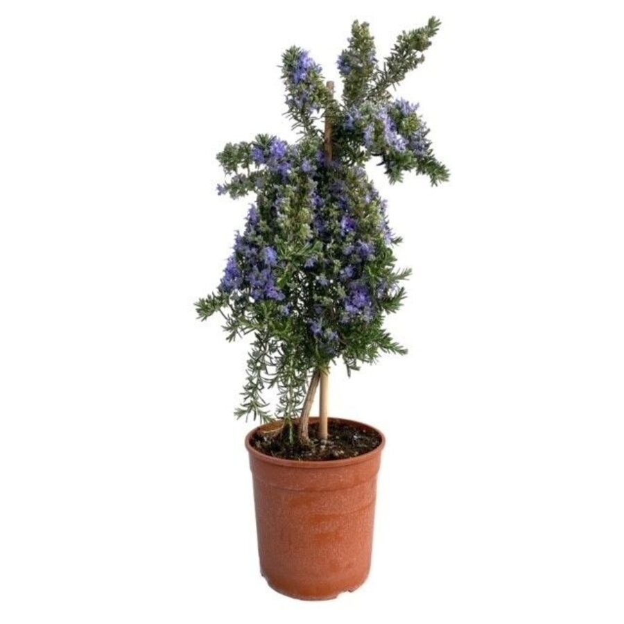Rozemarijn Prostratus op stam | 45 cm hoog | In 14 cm pot | Mediterrane kruidenplant