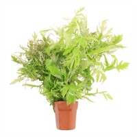 Hygrophila Difformis | Vaantjesplant | in Terracotta Pot