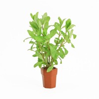 Hygrophila Polysperma | Belgisch groen | In Terracotta Pot