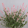 Salix Flamingo | 45 cm hoog | 12 cm pot