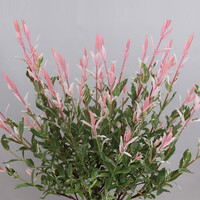 Salix Flamingo (Salix integra Hakuro Nishiki) | 45 cm hoog | In 12 cm pot | Bonte wilg