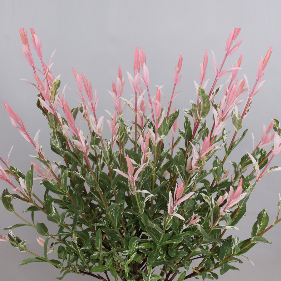 Salix Flamingo (Salix integra Hakuro Nishiki) | 45 cm hoog | In 12 cm pot | Bonte wilg
