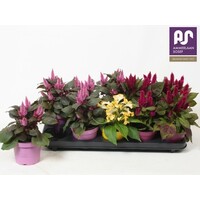 Celosia argentea gemengde kleuren en vormen | 25 cm hoog | 12 cm pot | kleurrijke eenjarige tuinplant | verkoop per stuk