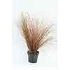 Carex buchananii Red Rooster | 25 cm hoog | 10 cm pot