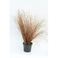 Carex buchananii Red Rooster | Rode zegge | 25 cm hoog | In 10 cm pot | Wintergroen siergras
