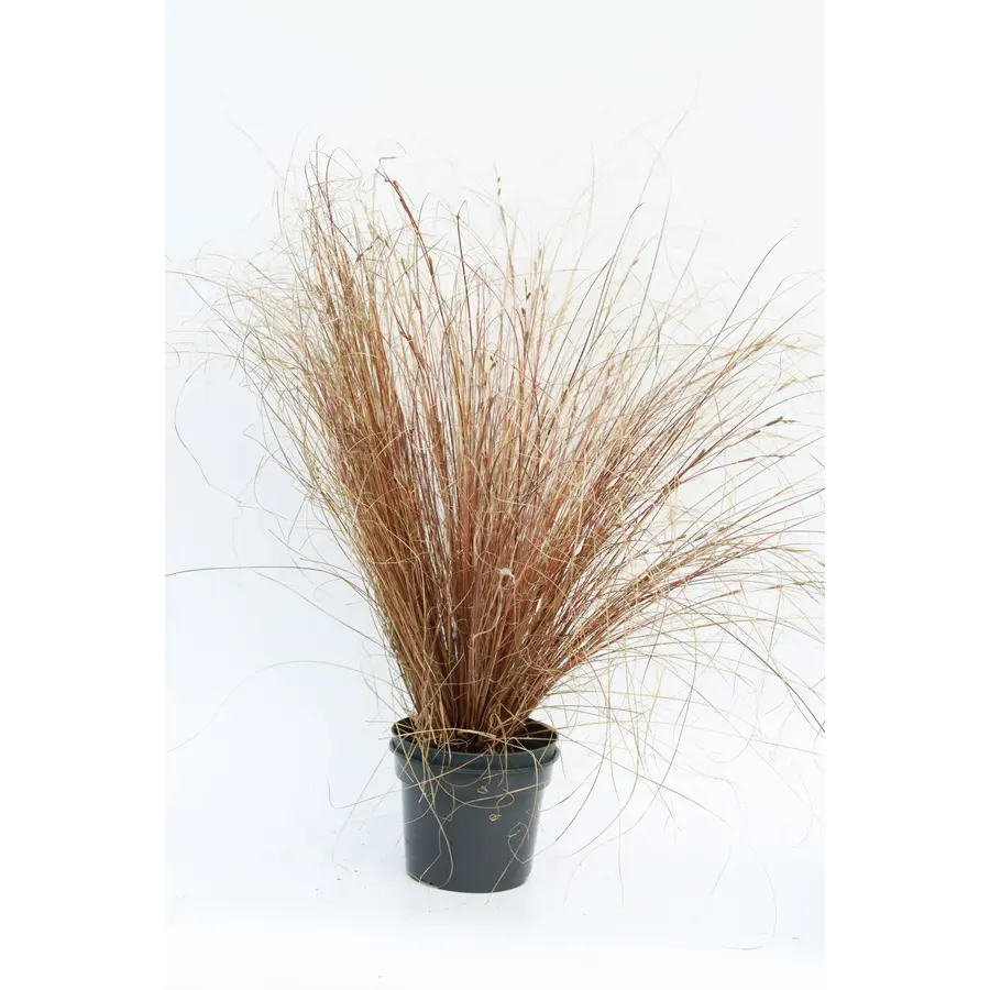 Carex buchananii Red Rooster | Rode zegge | 25 cm hoog | In 10 cm pot | Wintergroen siergras