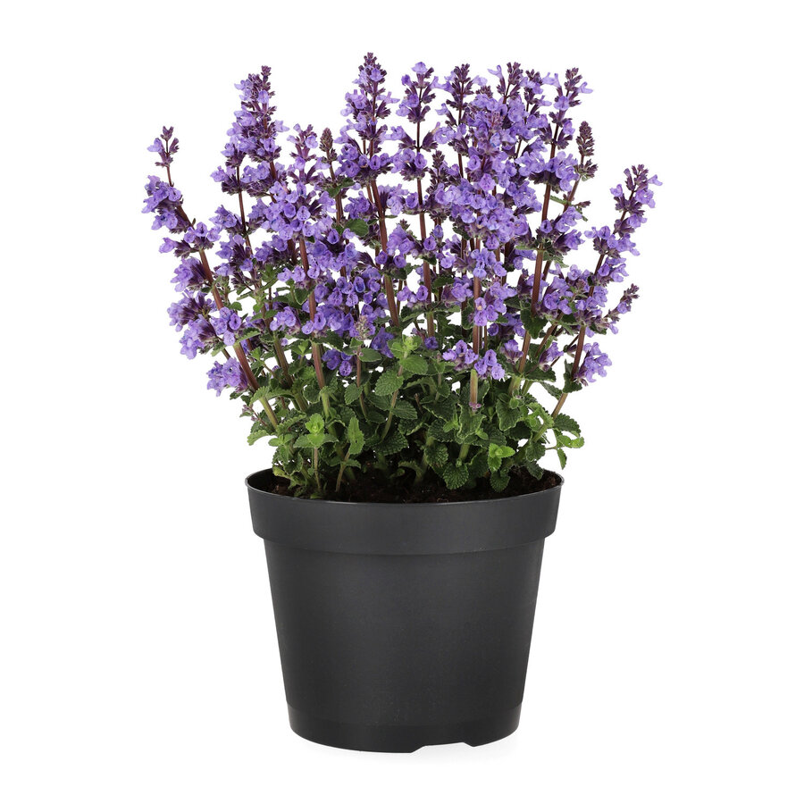 Nepeta faassenii kattenkruid | 40 cm hoog | In 13 cm pot | Sterke vaste plant voor border en terras