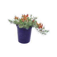 Lotus berthelotii (duivensnavel) | 20 cm hoog | In 10,5 cm pot | Hangende zomerbloeier