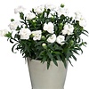 Dianthus Oscar White | 15 cm hoog | 9 cm pot