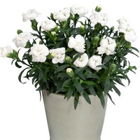 Dianthus Oscar White (witte anjer) | 15 cm hoog | In 9 cm pot | Compacte bloeier voor tuin, balkon en terras
