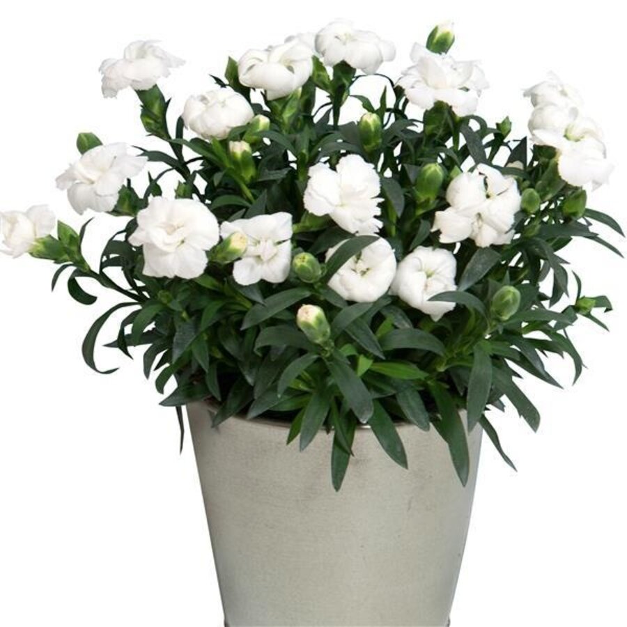 Dianthus Oscar White (witte anjer) | 15 cm hoog | In 9 cm pot | Compacte bloeier voor tuin, balkon en terras