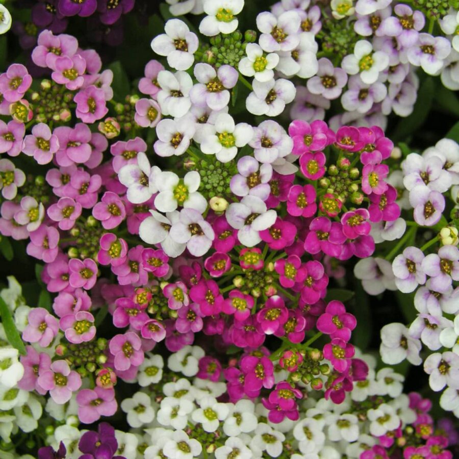Lobularia gemengde kleuren | 10 cm pot | ca. 10 tot 15 cm hoog | Rijkbloeiende eenjarige tuinplant | Per stuk