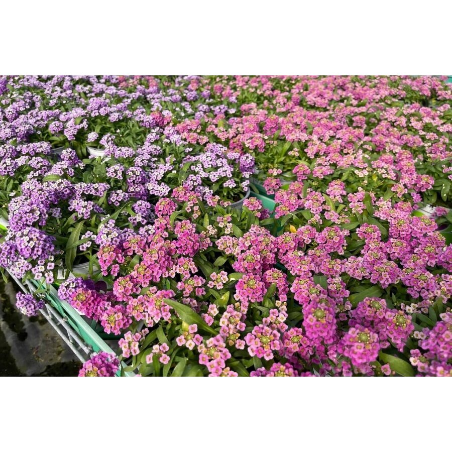 Lobularia gemengde kleuren | 10 cm pot | ca. 10 tot 15 cm hoog | Rijkbloeiende eenjarige tuinplant | Per stuk