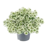 Lobularia gemengde kleuren | 10 cm pot | ca. 10 tot 15 cm hoog | Rijkbloeiende eenjarige tuinplant | Per stuk