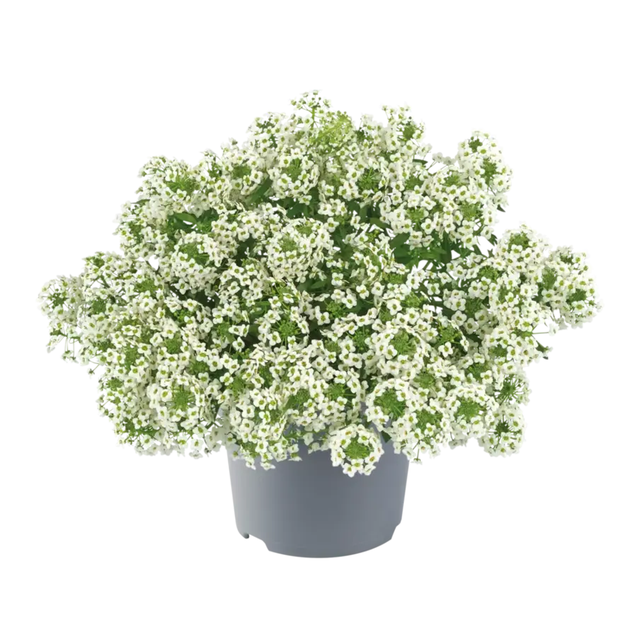 Lobularia gemengde kleuren | 10 cm pot | ca. 10 tot 15 cm hoog | Rijkbloeiende eenjarige tuinplant | Per stuk