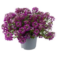 Lobularia gemengde kleuren | 10 cm pot | ca. 10 tot 15 cm hoog | Rijkbloeiende eenjarige tuinplant | Per stuk