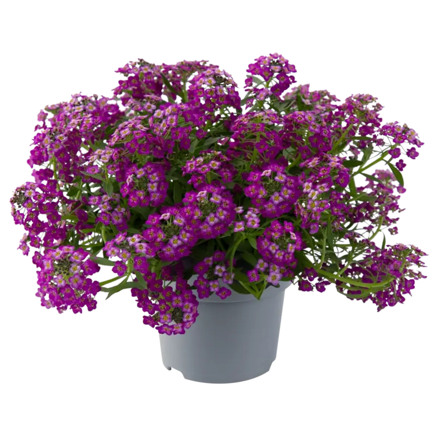 Lobularia gemengde kleuren | 10 cm pot | ca. 10 tot 15 cm hoog | Rijkbloeiende eenjarige tuinplant | Per stuk