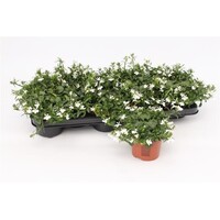 Lobelia Curaçao White | witte balkon en perkplant | 10 cm pot | ca. 15 tot 20 cm hoog