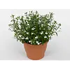 Lobelia Curaçao Basket White | 20 cm hoog | 10 cm pot