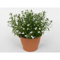 Lobelia Curaçao Basket White | Witte tuinlobelia | 20 cm hoog | In 10 cm pot