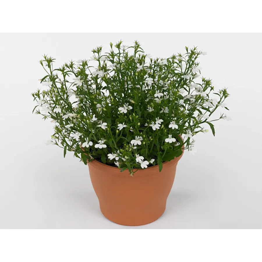 Lobelia Curaçao Basket White | Witte tuinlobelia | 20 cm hoog | In 10 cm pot