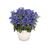 Lobelia erinus compacta Cambridge Blue | 20 cm hoog | 10 cm pot