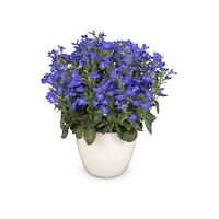 Lobelia erinus compacta Cambridge Blue | 20 cm hoog | In 10 cm pot | Compacte lichtblauwe balkon en perkplant