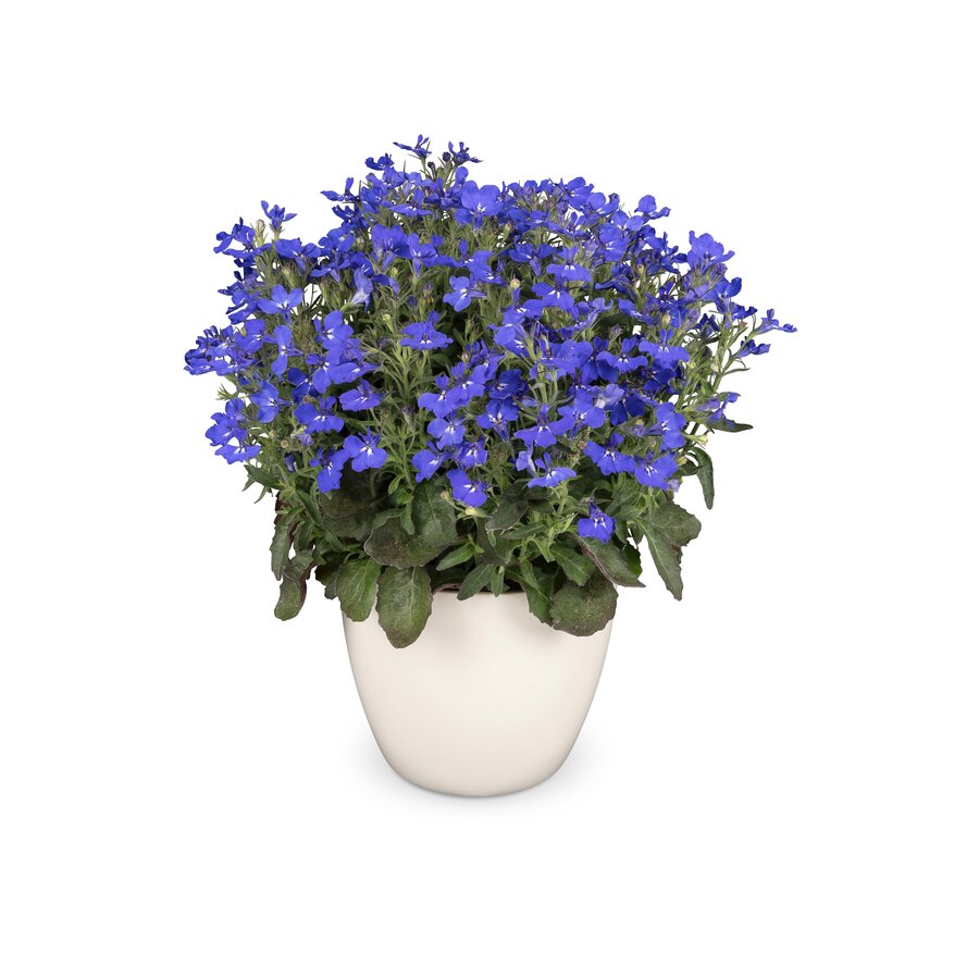 Lobelia erinus compacta Cambridge Blue | 20 cm hoog | In 10 cm pot | Compacte lichtblauwe balkon en perkplant