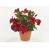 Mandevilla Rio Deep Red | 30 cm hoog | 12 cm pot