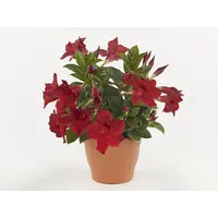 Mandevilla Rio Deep Red | Dipladenia met dieprode bloemen | 30 cm hoog | In 12 cm pot