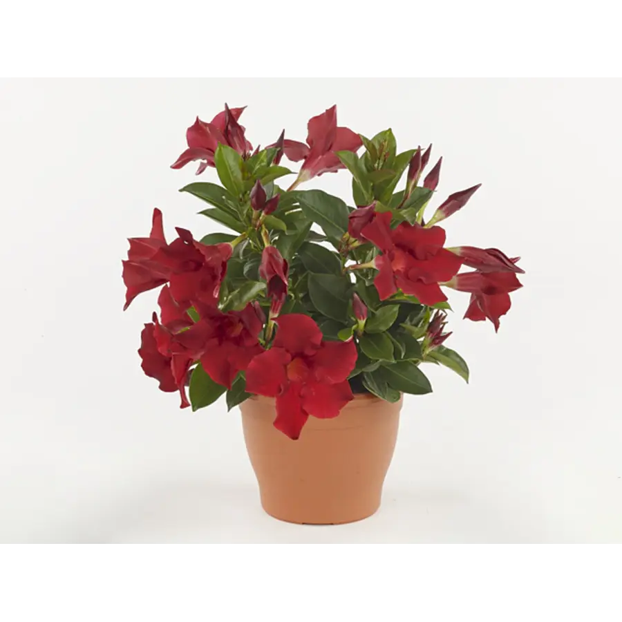 Mandevilla Rio Deep Red | Dipladenia met dieprode bloemen | 30 cm hoog | In 12 cm pot