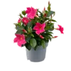 Dipladenia Diamantina Jade Scarlet | 29 cm hoog | 10 cm pot