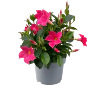 Dipladenia Diamantina Jade Scarlet (Mandevilla) | 29 cm hoog | 10 cm pot | rode terrasplant