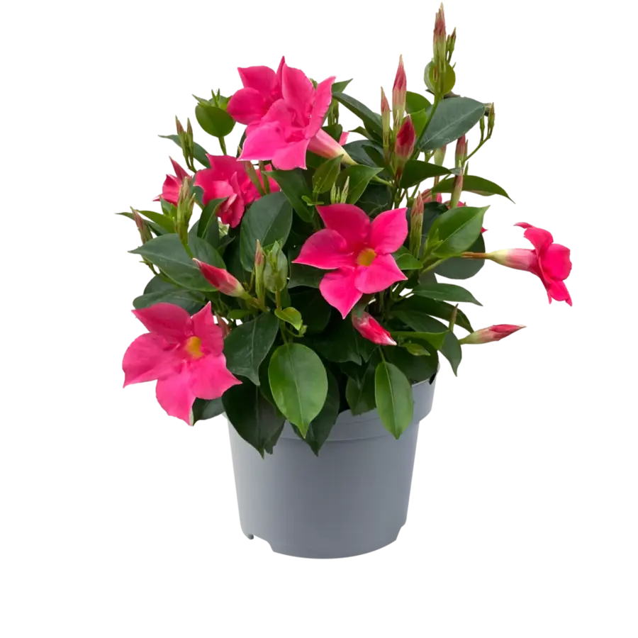 Dipladenia Diamantina Jade Scarlet (Mandevilla) | 29 cm hoog | 10 cm pot | rode terrasplant