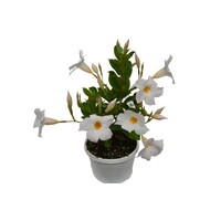 Dipladenia Diamantina Jade White (Mandevilla) | 30 cm hoog | In 10 cm pot | Witte balkonplant