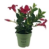 Mandevilla Rio Petite Red | 10 cm pot | 25 cm hoog