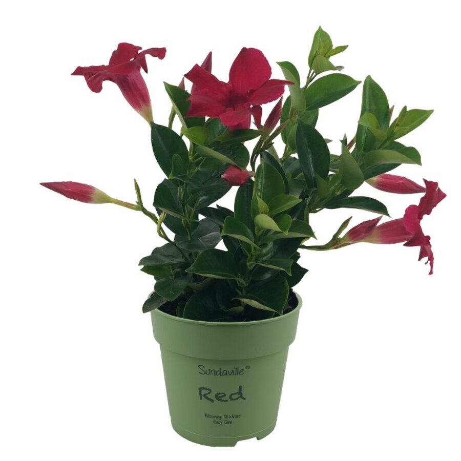Mandevilla Rio Petite Red | Rode compacte zomerbloeier | 25 cm hoog | 10 cm pot