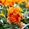 Erysimum Leya Orange Glow | 30 cm hoog | 12 cm pot